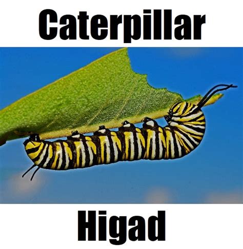 Tagalog ng caterpillar